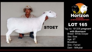 1X WHITE DORPER STUD EWE HORIZON WIT DORPERS