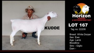 1X WHITE DORPER FLOCK EWE HORIZON WIT DORPERS