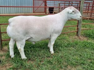 1X WHITE DORPER STUD RAM ALBIAN STOET