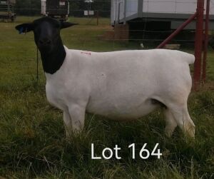 1X DORPER STUD EWE L & L DORPERS