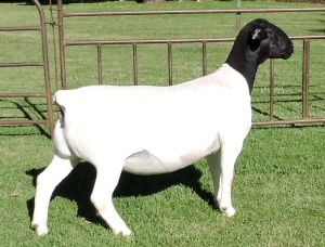 1X DORPER FLOCK EWE IZAK NEL DORPERS (HIGHEST BIDDER MAY CHOOSE A,B,C ONCE OR PER PIECE TO TAKE ALL) IZAK NEL DORPERS 