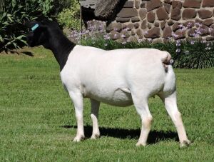 1X DORPER FLOCK EWE IZAK NEL DORPERS (HIGHEST BIDDER MAY CHOOSE A,B,C ONCE OR PER PIECE TO TAKE THE LOT)