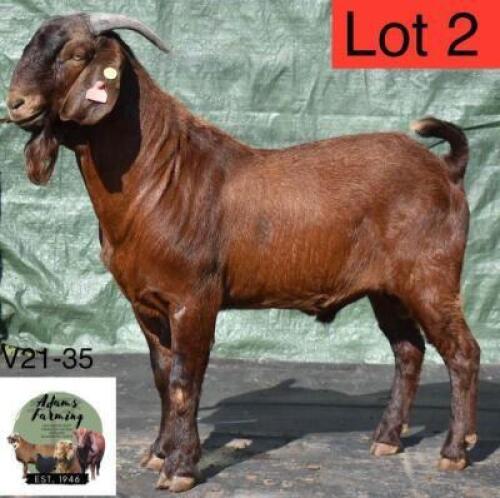 1 x KALAHARI RED BUCK ADAMS FARMING