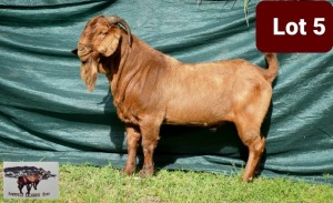 1 x KALAHARI RED BUCK SANDVELD KALAHARI REDS