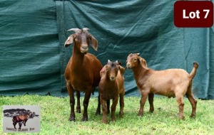 1+2 x KALAHARI RED EWE WITH LAMBS SANDVELD KALAHARI REDS