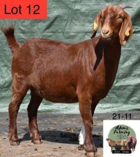 1 x KALAHARI RED EWE ADAMS FARMING