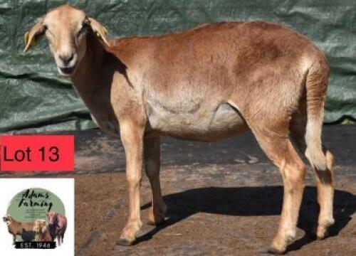 1 x MEATMASTER EWE ADAMS FARMING