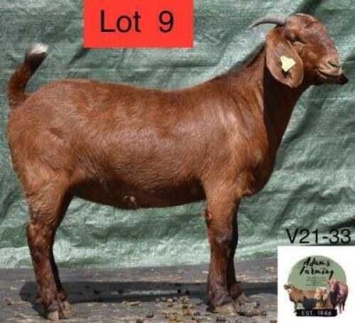 1 x KALAHARI RED EWE ADAMS FARMING