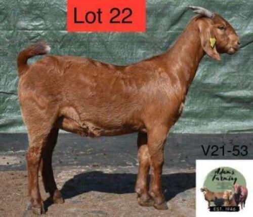 1 x KALAHARI RED EWE ADAMS FARMING