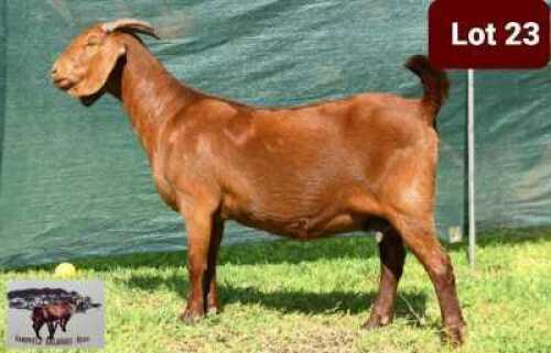 1 x KALAHARI RED EWE SANDVELD KALAHARI REDS
