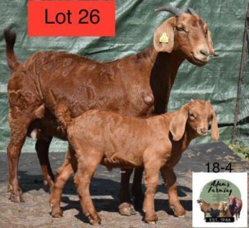 1+1 x KALAHARI RED EWE WITH LAMB ADAMS FARMING