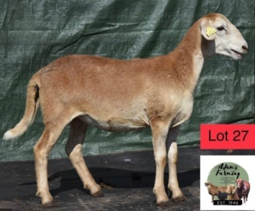 1 x MEATMASTER EWE ADAMS FARMING