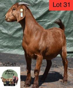 1 x KALAHARI RED EWE ADAMS FARMING