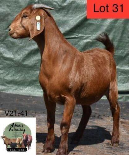 1 x KALAHARI RED EWE ADAMS FARMING
