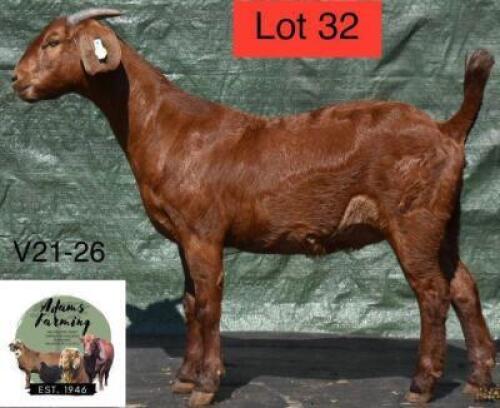 1 x KALAHARI RED EWE ADAMS FARMING