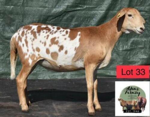 1 x MEATMASTER EWE ADAMS FARMING