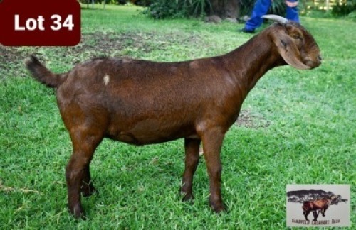 1 x KALAHARI RED EWE SANDVELD KALAHARI REDS