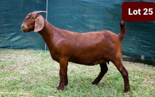 1 x KALAHARI RED EWE SANDVELD KALAHARI REDS
