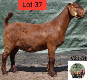 1 x KALAHARI RED EWE ADAMS FARMING