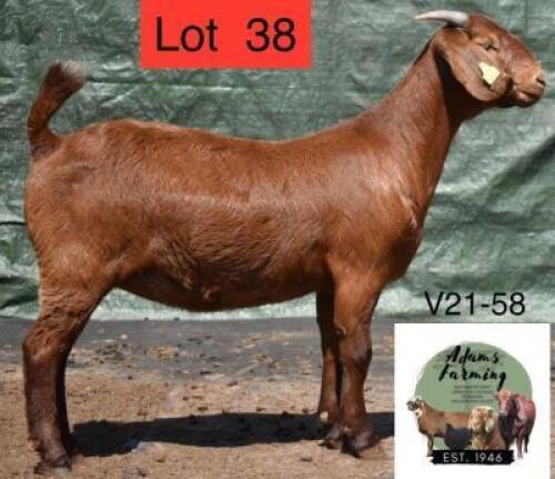 1 x KALAHARI RED EWE ADAMS FARMING
