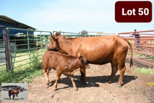 1+1 x BONSMARA COW WITH CALF SANDVELD KALAHARI REDS