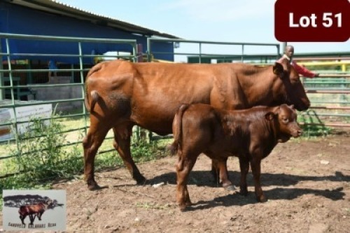 1+1 x BONSMARA COW WITH CALF SANDVELD KALAHARI REDS