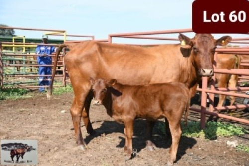 1+1 x BONSMARA COW WITH CALF SANDVELD KALAHARI REDS