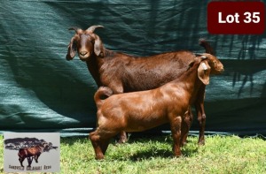 1+1 x KALAHARI RED EWE WITH LAMB SANDVELD KALAHARI REDS