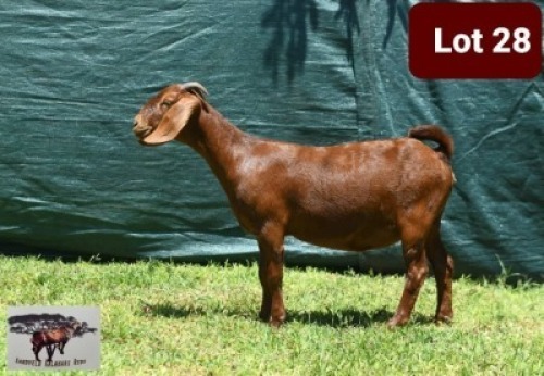 1 x KALAHARI RED EWE SANDVELD KALAHARI REDS