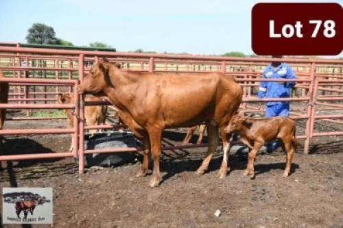 1+1 x BONSMARA COW WITH CALF SANDVELD KALAHARI REDS