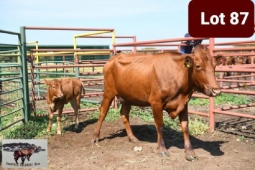 1+1 x BONSMARA COW WITH CALF SANDVELD KALAHARI REDS