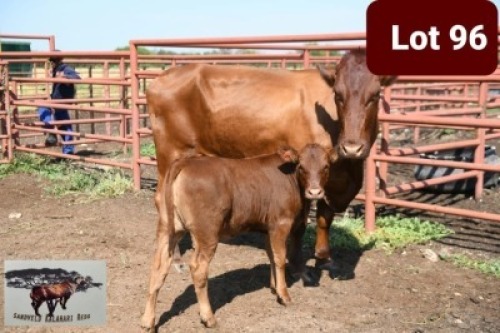 1+1 x BONSMARA COW WITH CALF SANDVELD KALAHARI REDS