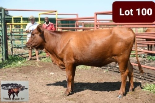 1 x BONSMARA HEIFER SANDVELD KALAHARI REDS