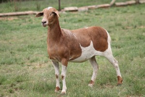 LOT 5 1X MEATMASTER OOI/EWE RED RIBBON MEATMASTERS