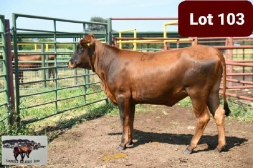 1 x BONSMARA HEIFER SANDVELD KALAHARI REDS