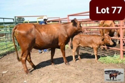 1+1 x BONSMARA HEIFER SANDVELD KALAHARI REDS