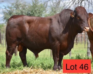 1 x BONSMARA BULL GREEN HAVEN RANCHING