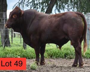 1 x BONSMARA BULL KOFFIE FARM HOLDINGS