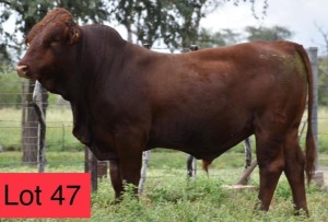 1 x BONSMARA BULL KOFFIE FARM HOLDINGS