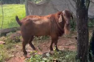 1x KALAHARI RED RAM NO VAT (BETWEEN POTCHEFSTROOM AND PARYS) FOR COLLECTION