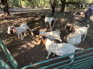 7X +-50KG BOER GOATS NO VAT(PAY PER ANIMAL) ELLISRAS/LEPHALALE - TRANSPORT FROM PRETORIA/COLLECTION