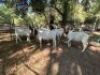 7X +-50KG BOER GOATS NO VAT(PAY PER ANIMAL) ELLISRAS/LEPHALALE - TRANSPORT FROM PRETORIA/COLLECTION - 2