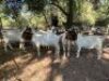 7X +-50KG BOER GOATS NO VAT(PAY PER ANIMAL) ELLISRAS/LEPHALALE - TRANSPORT FROM PRETORIA/COLLECTION - 3