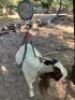 7X +-50KG BOER GOATS NO VAT(PAY PER ANIMAL) ELLISRAS/LEPHALALE - TRANSPORT FROM PRETORIA/COLLECTION - 4