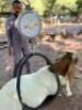 12X +-35KG BOER GOATS NO VAT(PAY PER ANIMAL) ELLISRAS/LEPHALALE (TRANSPORT AVAILABLE FROM PRETORIA/FOR COLLECTION) - 3