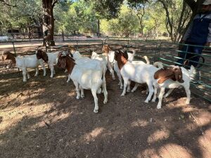 12X +-35KG BOER GOATS NO VAT(PAY PER ANIMAL) ELLISRAS/LEPHALALE (TRANSPORT AVAILABLE FROM PRETORIA/FOR COLLECTION)