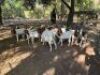 12X +-35KG BOER GOATS NO VAT(PAY PER ANIMAL) ELLISRAS/LEPHALALE (TRANSPORT AVAILABLE FROM PRETORIA/FOR COLLECTION) - 2