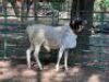 1X PERSIE RAM - LAMB (VAT) LEPHALALE/ELLISRAS (AVAILABLE FOR COLLECTION OR TRANSPORT AVAILBALE FROM PRETORIA) - 2