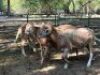 3X SLAG SKAPE - NO VAT(PAY PER ANIMAL) LEPHALALE/ELLISRAS(TRANSPORT AVAILABLE FROM PRETORIA/OR COLLECTION) - 2