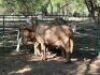 3X SLAG SKAPE - NO VAT(PAY PER ANIMAL) LEPHALALE/ELLISRAS(TRANSPORT AVAILABLE FROM PRETORIA/OR COLLECTION) - 3